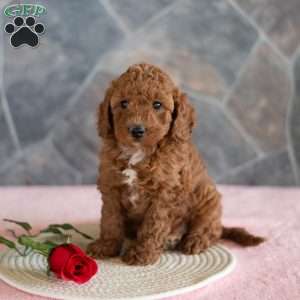 Walter, Miniature Poodle Puppy